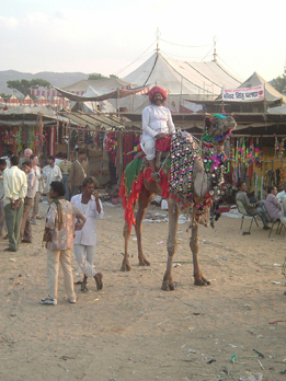 Uomo a dorso del dromedario - Pushkar